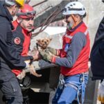 Afetzede hayvanlar için ilçelere arama kurtarma eğitimi