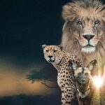 ‘Vahşi Krallık: Klanların Savaşı’,   22 Şubat Pazar Saat 20.00’de İki Bölüm Art Arda  National Geographic WILD Ekranlarında!