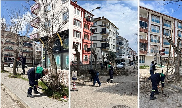 Ağaç Budama Çalışmaları Sürüyor