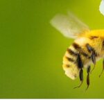 ‘Arıların Gizemli Dünyası’,   7 Nisan Salı Saat 20.00 ve 21.00’de İki Bölüm Art Arda  National Geographic WILD Ekranlarında İzleyicilerle Buluşuyor!