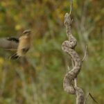 ‘Muhteşem Yırtıcılar: Zehirliler’,   18 Temmuz Cumartesi Saat 20.00’de  National Geographic WILD Ekranlarında İzleyicilerle Buluşuyor!