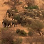 ‘Fil Dünyası’,   12 Ağustos Çarşamba Saat 20.00’de   National Geographic WILD Ekranlarında!