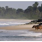 ‘Gabon’un Sörfçüleri: Ormandan Okyanusa’,   22 Ağustos Cumartesi Saat 20.00’de  National Geographic WILD Ekranlarında İzleyicilerle Buluşuyor!