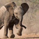 ‘Küçük Devler’,   23 Ağustos Pazar Saat 20.00’de  National Geographic WILD Ekranlarında!