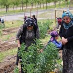 Mahalle Bostanları büyüyor