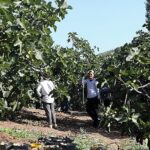 Mudanya’da İncir Hasadı Sürüyor