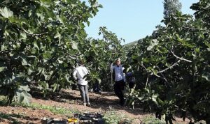 Mudanya’da İncir Hasadı Sürüyor