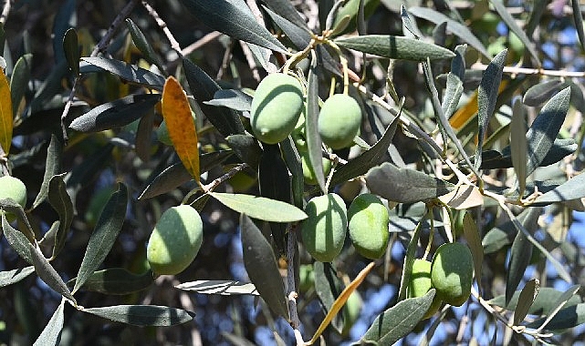 Gemlik’te Zeytin Ağacı 1500 Yıldır Meyve Veriyor