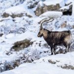 ‘Gredos: Dağların Kralı’, 26 Eylül Cumartesi Saat 19.00’da National Geographic WILD Ekranlarında!