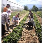 Kadınlar ve gençler toprağa değer katıyor