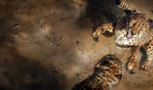 ‘Safarinin Gizli Dünyası’,   6 Eylül Pazar Saat 20.00’de İki Bölüm Art Arda National Geographic WILD Ekranlarında!