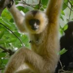 3 Bölümden Oluşan ‘Yağmur Ormanlarının Sesi’, 29 Ekim Perşembe Saat 20.00’de National Geographic WILD Ekranlarında İzleyicilerle Buluşuyor!