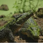 ‘Karayipler’in Vahşi Timsahları’,   25 Ekim Pazar Saat 20.00’de National Geographic WILD Ekranlarında!
